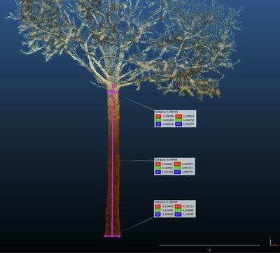 A tree is showcased with specific measurements using the 3d scanner